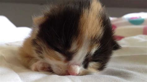 Cutest Calico Kitten Sleeping ♥ Youtube