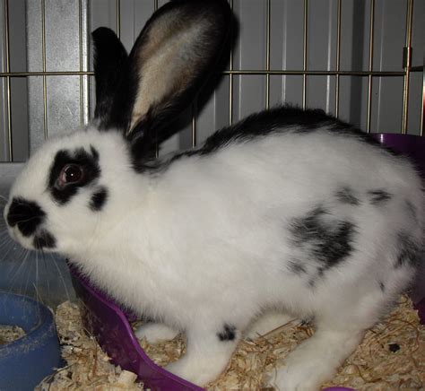 The checkered giant is one of the minority of rabbit breeds with specific coat markings. Flemish giant & Co