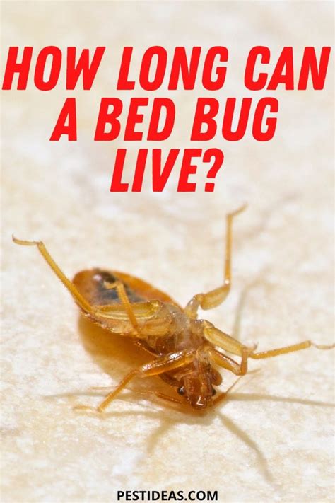 Do Bed Bugs Go Away Or Die On Their Own Learn The Facts