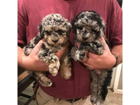 88 Maltipoo Puppies For Sale In Indiana L2sanpiero