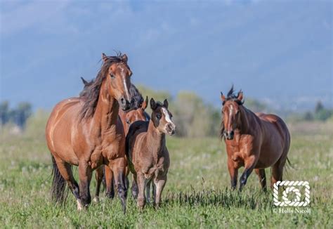 Remuda Boss Photograph Of Quarter Horse Mares And Foals Holly Nicoll