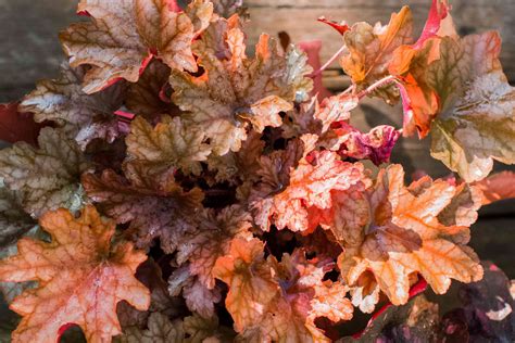 How To Grow And Care For Coral Bells