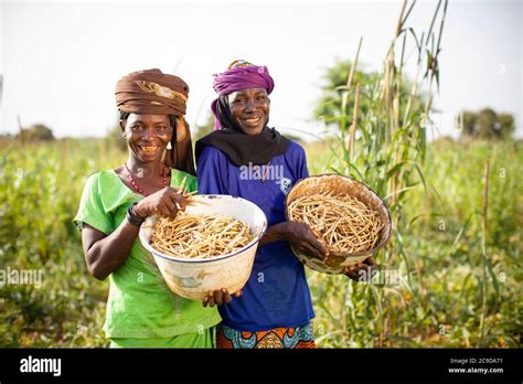 Two Women Smallholder Farmers Hold Basins Full Of Their Fresh Cowpea