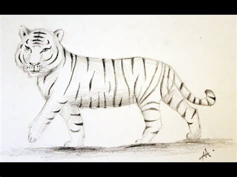 How To Draw A Tiger Como Desenhar Um Tigre Youtube