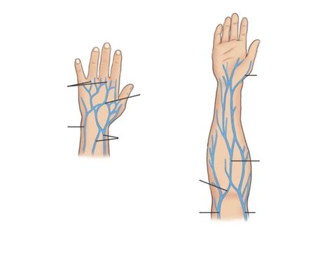 Venipuncture Veins Of The Arm Diagram Quizlet