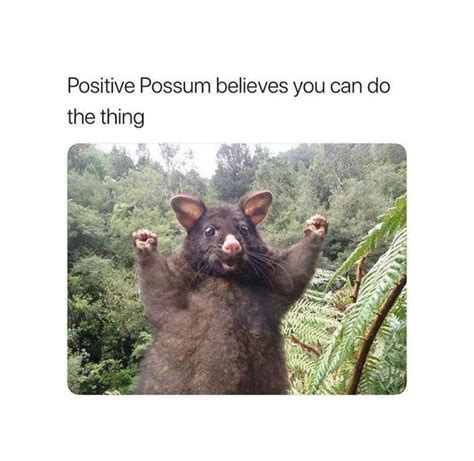 Positive Possum Believes In You Cute Animal Memes Funny Pictures