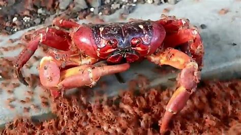 Crab Eating His Own Children - YouTube
