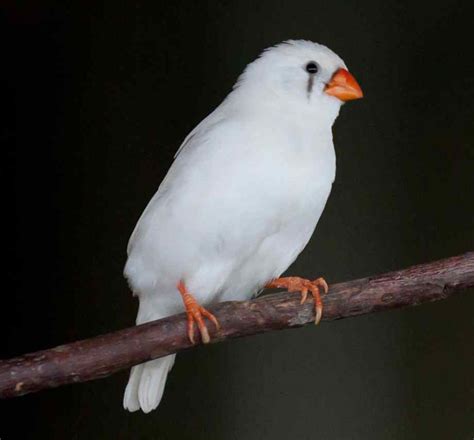 They are what is called `socially monogamous', meaning they form pairs to mate and raise offspring. Zebra Finch Facts, As Pets, Care, Temperament, Pictures ...