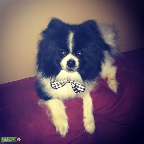 Black And White Pomeranian I Would Like To Stud Stud Dog In Southaven