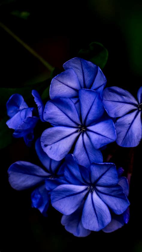 Blue Iphone Wallpaper Nature Flowers Download Free Mock Up
