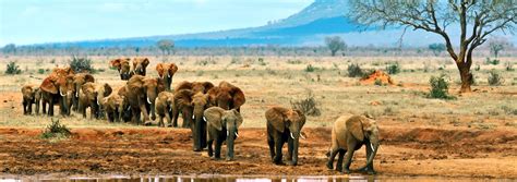 Tsavo National Park Bezoeken Tips And Informatie 333travel