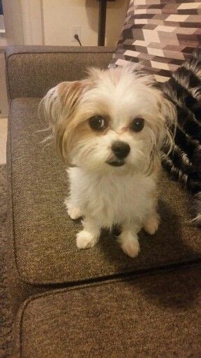 Marley My Sweet Shih Tzu Chihuahuas Mix Animals And Pets Cute Animals