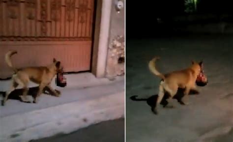 Dog Seen Carrying Decapitated Human Head On Streets Of Mexico Cartel