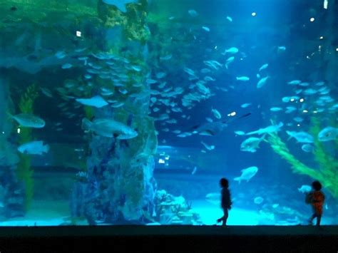 Awesome Aquariums To Visit Around Korea Korea Street Food Travel