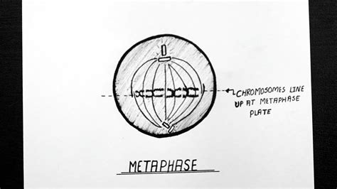 Draw circles to represent the electron shell of each atom overlapping the circles where the atoms are bonded. Diagram Of Metaphase || How To Draw Metaphase Diagram ...