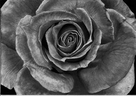 10 Beautiful Rose Drawings For Inspiration Hative