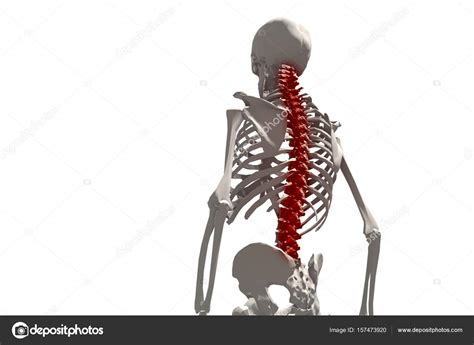Human Skeleton Illustration Of The Spine Back Pain Isolated On White
