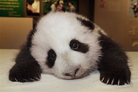 Panda @panda.baby nude pics