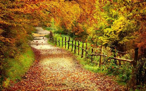Autumn Path Hd Desktop Wallpaper Widescreen High