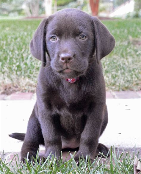 For personal printing rights only. Chocolate Lab Puppies Michigan - Pets and Animal Educations