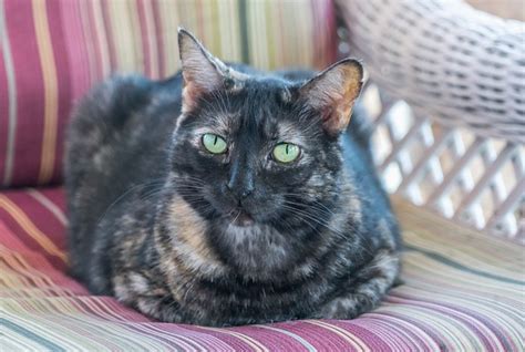 Which, in turn, determines how long they will live as far as the rest of the factors are held constant. How long do tortoiseshell cats live | tortoiseshellcats.co.uk
