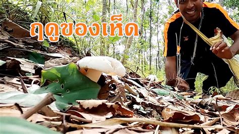 Jun 18, 2021 · พบโครงกระดูก ชายวัย 66 ปี มีอาการหลงลืม หายออกจากบ้าน 3 เดือน. ถึงฤดูของเห็ด เก็บเห็ด หาเห็ด ในป่าชุมชน ครั้งแรกของปี 63 ...