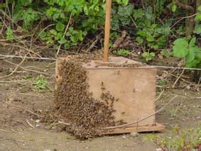 Wenn plötzlich ein bienenschwarm den garten bevölkert, kann das zunächst irritieren. Bienenschwarm im Garten? - ivdode.de