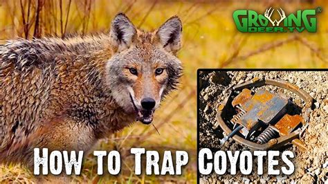 how to trap coyotes in 4 easy steps flat set 747 youtube
