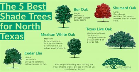 The Five Best Shade Trees For North Texas Tree Shepherds