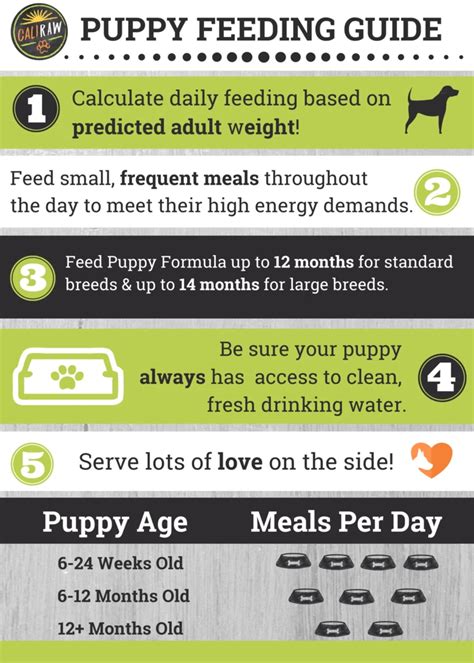 There are many ways to feed your dog a raw meat based dog food. Puppy Raw Feeding Guide | Puppy feeding guide, Raw food ...