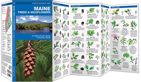 Maine Trees And Wildflowers Pocket Naturalist Guide