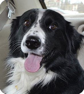 Mom (on site) is an aussie cross border collie dad is a red merrill registered aussie. Border Collie Mix Dog for adoption in Independence ...