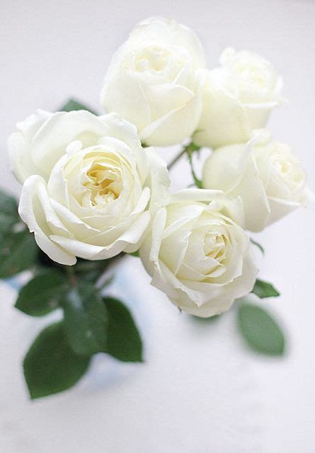 Read reviews from world's largest community for readers. صور ورد وزهور بيضاء جديدة ومنوعة - صور ورد وزهور Rose ...