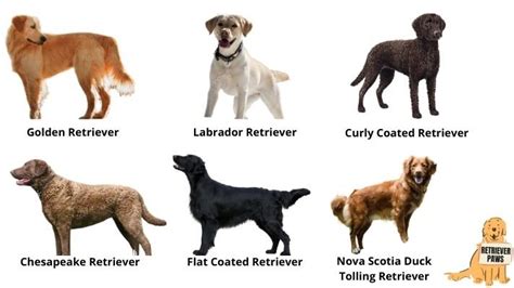 6 Types Of Retriever Dogs Which Is The Best Retriever