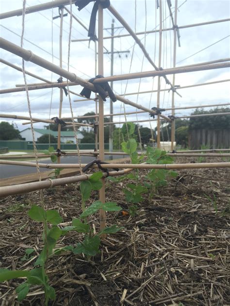 How Do You Trellis Your Tomatoes Bunnings Workshop Community