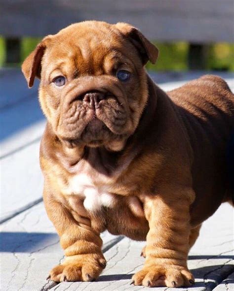 The miniature english bulldog (also known as bullpug) was bred for one reason only: Blue eyed English bulldog puppy via @KaufmannsPuppy ...
