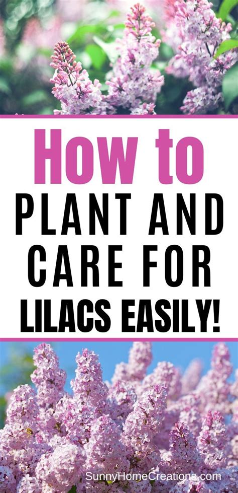 How To Grow Beautiful Lilacs Easily Lilac Gardening Lilac Bushes Lilac