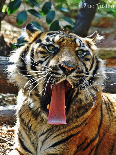 Jalal Sumatran Tiger Taken At Zoo Atlanta Egaston Flickr