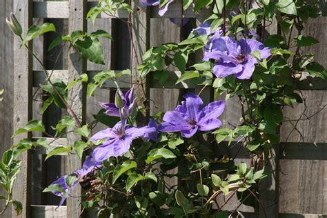 These climbing plants can work very well in many gardens, attracting she has long had an interest in ecology, gardening and sustainability and is fascinated by how thought can generate action, and ideas can generate positive change. Clematis Pruning Groups - How And When To Trim Clematis