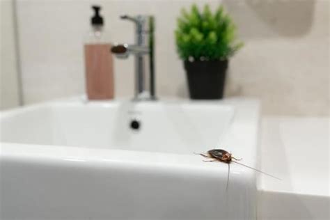 5 Things That Attrack Cockroaches To A Clean Home Critter Control