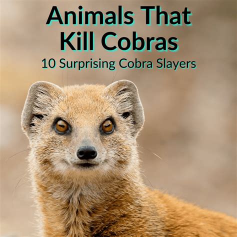 Animals That Kill Cobras 10 Surprising Cobra Slayers