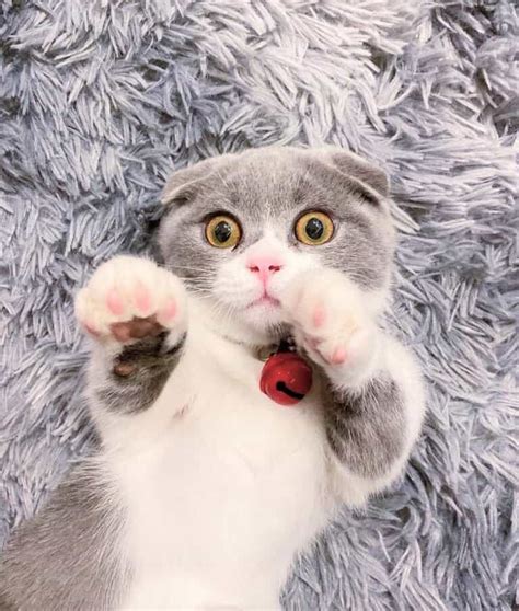 Scottish Fold Munchkin Cat The Instagram Famous Cat We