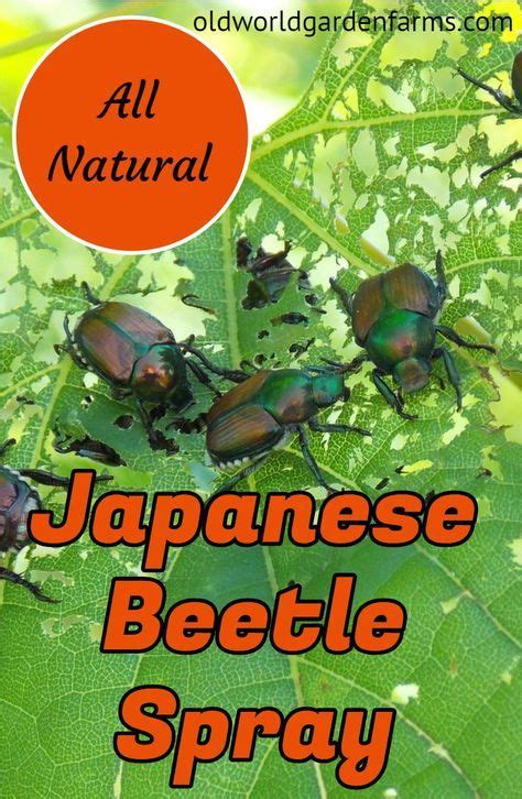 An All Natural Japanese Beetle Spray Recipe Included Japanese
