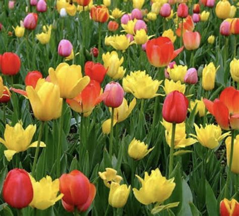 Dalam bunga matahari terdapat 2 jenis bunga, yaitu bunga tepi dan bunga tabung. Ternyata Bukan Belanda, Bunga Tulip Berasal dari Negara Ini