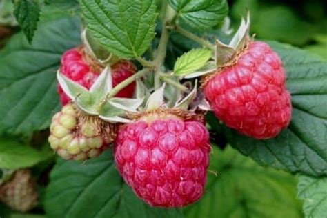 How To Grow Raspberries From Seed Urban Garden Gal