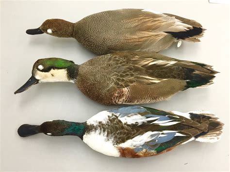 Hybrid Duck Study A Gallery Of Donated Hybrids