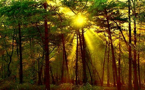 Sun Shining In The Forest
