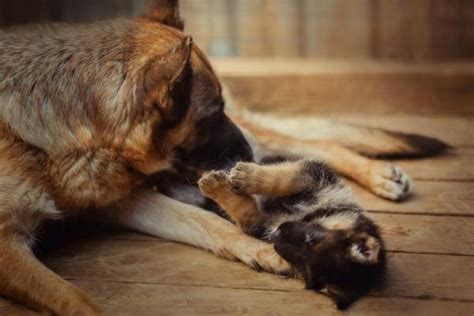 Maybe you would like to learn more about one of these? Why Do Dogs Eat Their Puppies? - Possible Reasons Explained