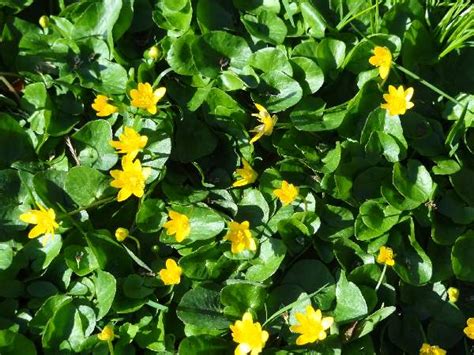 Flowers form in clusters at the end of the branches. Lawns - Commonweeder