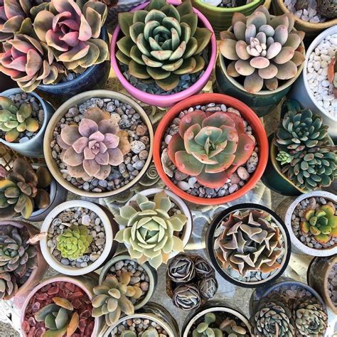 How To Successfully Grow Indoor Succulents How To Successfully Grow